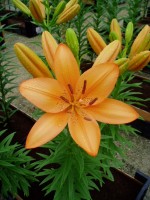 [1666 OrangeTycoon No01.JPG]